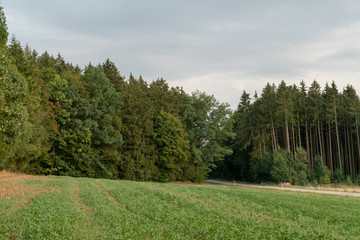 Fototapeta na wymiar Feld am Rand eines Waldes