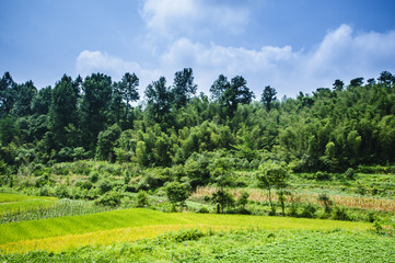 Rice field scenery in autumn