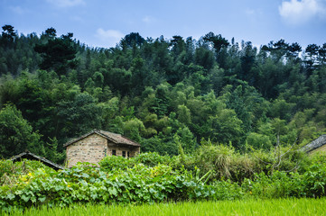 Forest and mountain scenery