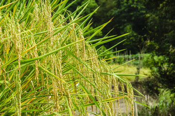 Rice plant closeup