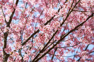 Wild Himalayan Cherry Blossoms in spring season (Prunus cerasoides), Sakura in Thailand, selective focus, Phu Lom Lo, Loei, Thailand.