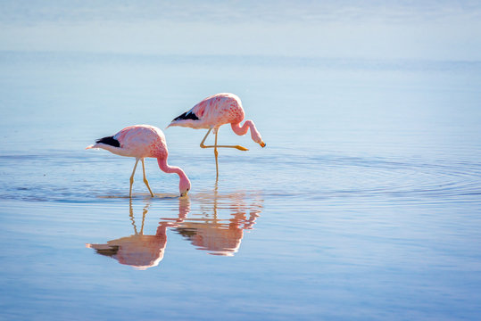 Fototapeta Close up of Andean flamingos in Laguna Chaxa, Atacama salar, Chile