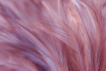 Pastel colored of chicken feathers in soft and blur style for the background