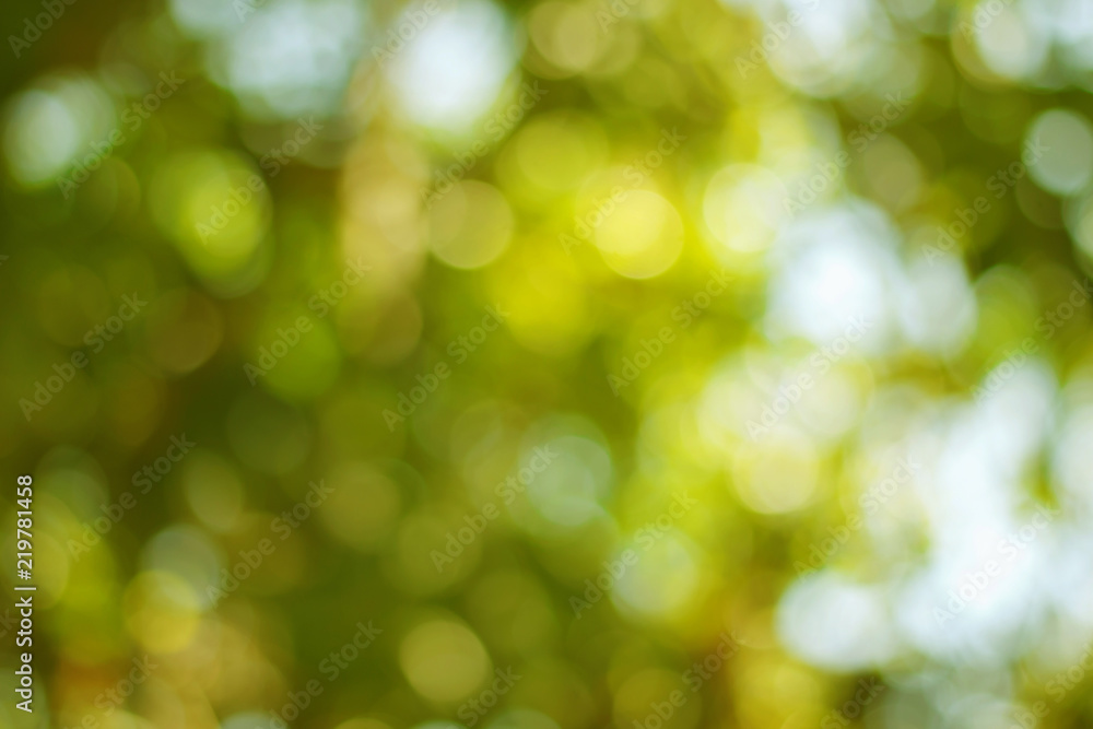Wall mural blurred of green bokeh on tree background