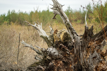 Close view of root of the lying dried-up tree