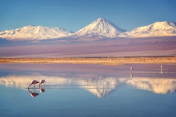 Foto op Canvas Besneeuwde Licancabur-vulkaan in de bergen van de Andes die in de wate van Laguna Chaxa met Andes-flamingo& 39 s, Atacama salar, Chili reflecteren © Delphotostock