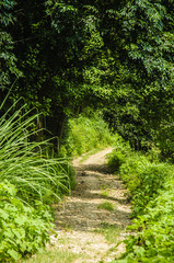 Countryside road scenery