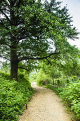 Countryside road scenery