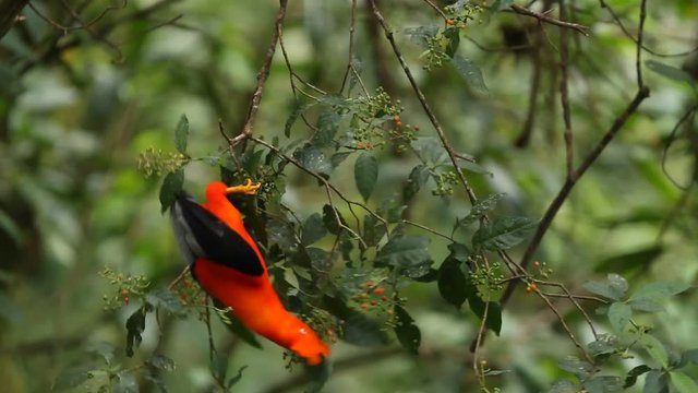 Male of Andean Cock-of-the-rock (Rupicola peruvianus) on branch and eating red berries from tree, beautiful orange bird in its natural enviroment, amazonian rain forest, Peru, Manu National Park