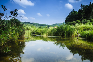 Obraz premium Forest and rural scenery