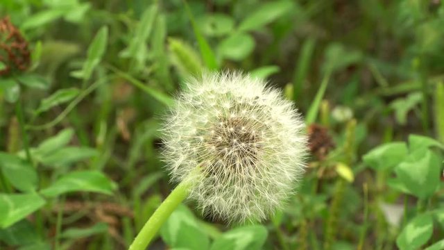 Close-up of white dandelion seeds Taraxacum officinale growing on a green meadow in summer in the Caucasus Mountains