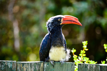 Toucan in Africa
