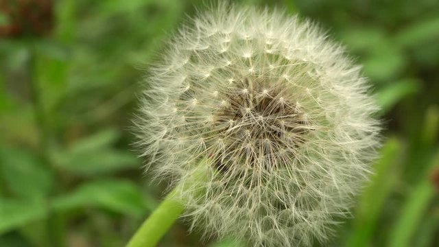 Macro seed of white dandelion Taraxacum officinale growing on a green meadow in summer in the Caucasus Mountains