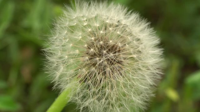 Macro white globular dandelion seeds Taraxacum officinale growing on a green meadow in summer in the Caucasus Mountains