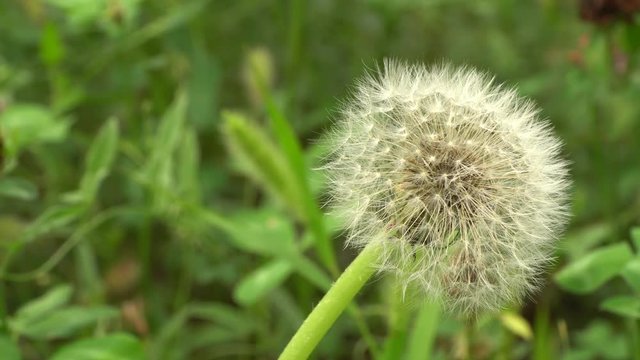 Close-up of white globular dandelion seeds Taraxacum officinale growing on a green meadow in summer in the Caucasus Mountains