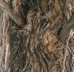 Close up outdoor view of the bark of osage orange tree, moraceae family. Dark, furrowed and scaly texture. Grey, orange and brown colors. Patterns with various shapes and lines. Abstract natural image