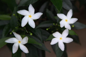 white flowers in garden on summer.use for background or wallpaper.