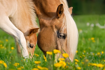 Haflinger horses, mare and foal grazing together 