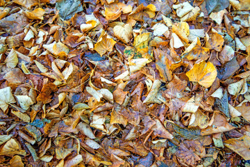 leaves in autumn, filling format