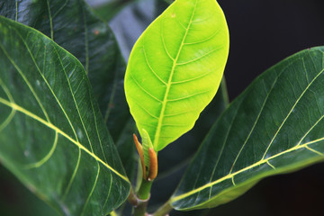 green of tree top in the garden.