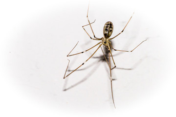 Araña macro polvo