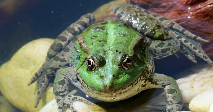 Green Frog In The Water. Close Up Portrait Of Iberian Green Frog, Also Known As Iberian Water Frog Or Coruna Frog (Pelophylax Perezi) - DCi 4K Resolution
