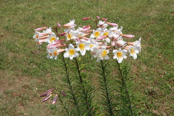 Lys, fleur mythique de la France, embl&egrave;me royal d'une grande beaut&eacute;