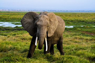 Elephant in AFrica