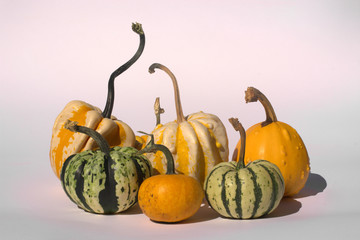 raccolta delle zucche in autunno