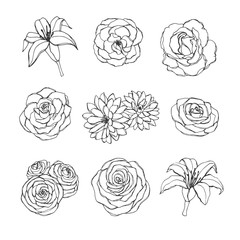 Hand drawn set of rose, lily, peony and chrysanthemum flowers contours isolated on the white background. Vintage floral elements for your design. - 219784684