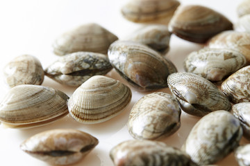 shellfish 