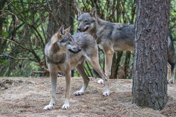 Wolfs Paar