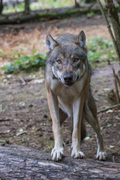 der "böse" Wolf