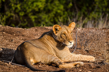A lioness lazes in the afternoon sun at Samburu