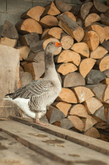 Gray goose near the firewood 2
