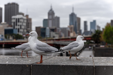 Möwen am Wasser in Melbourne mit Skyline im Hintergrund
