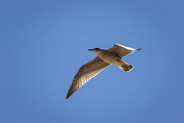 Seagull flying in the blue sky