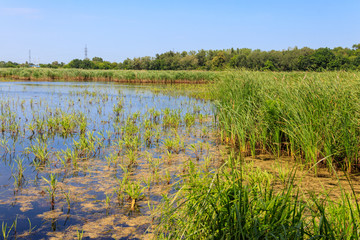 View of lake overgrown with bulrushes on summer