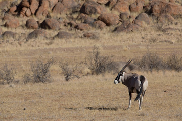 antelope in the savanna in africa