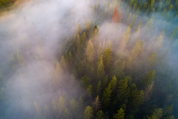 Forest with fog from above