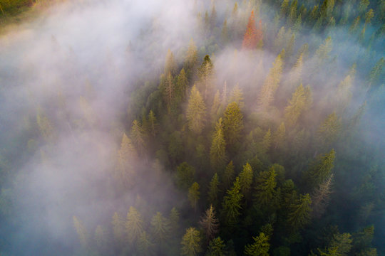 Fototapeta Forest with fog from above