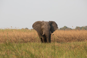 elephant in africa in a group