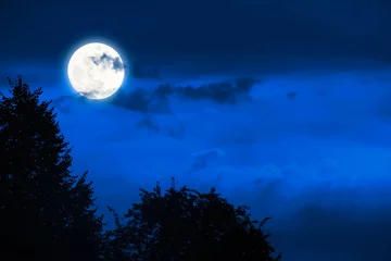 Photo sur Plexiglas Pleine Lune arbre pleine lune magique dans le ciel nocturne