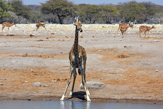 Giraffe (giraffa camelopardalis) am Wasserloch im Etosha Nationalpark in Namibia