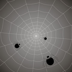 concentric web with spiders on a gray background