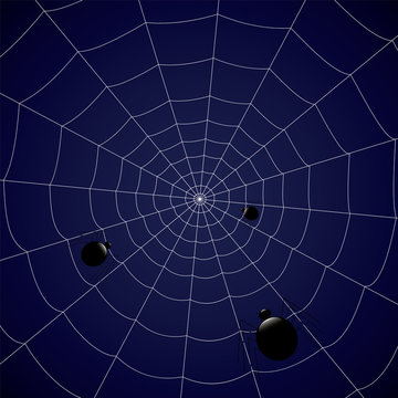 concentric web with spiders on a blue background