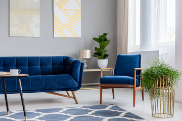 Navy blue armchair standing next to sofa in real photo of bright living room interior with fresh...