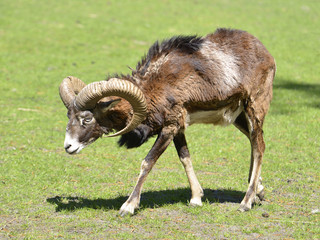 Naklejka na ściany i meble Portrait male mouflon of Corsican (Ovis aries orientalis) walking on grass