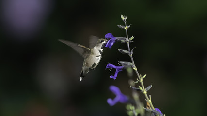 Cool Garden Days