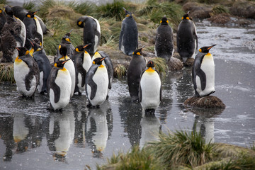 penguin in the arctic